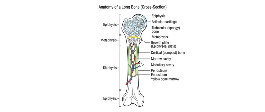 Anatomy of a Long Bone Cross Section Diagram