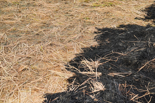 Contrast between dry unburned rice straw and black charred ash on an agricultural field after stubble burning, highlighting environmental issues and land management.