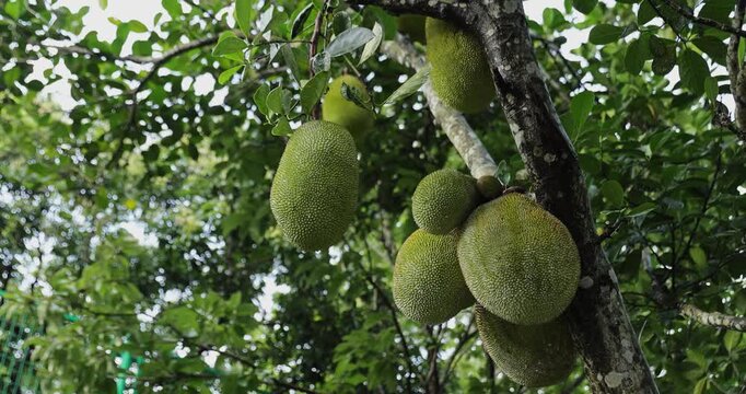 Green jackfruit grow on the Jack fruit tree