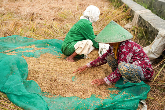 Two traditional female farmers working together to sort and separate harvested golden rice grains on a green net in a rural agricultural paddy field, showcasing teamwork and rural