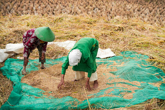 Two traditional female farmers working together to sort and separate harvested golden rice grains on a green net in a rural agricultural paddy field, showcasing teamwork and rural