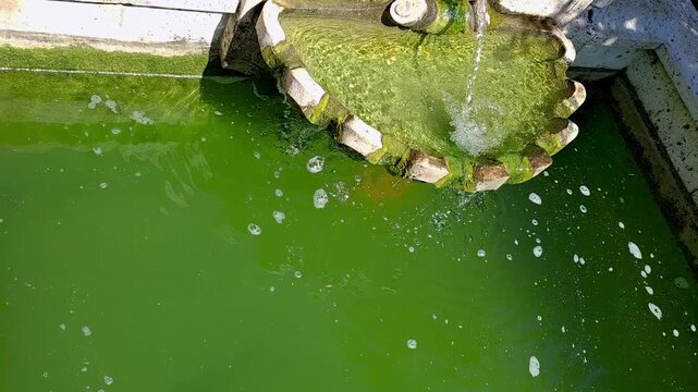 Slow motion close up of water flowing from an old stone shell fountain into a pool of green algae water with bubbles.