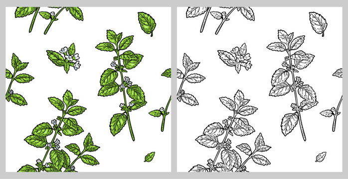 Seamless pattern with melissa plant with leaves and flower. Hand draw engraving color vintage illustration. Isolated on white background.