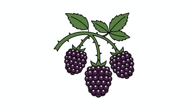 Cluster of ripe purple blackberries hanging on a green leafy vine is depicted in a simple flat cartoon art style on a plain white background.