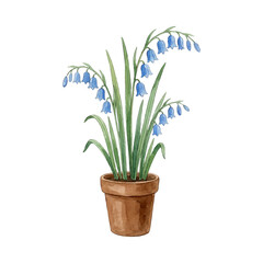 Fototapeta premium Tall houseplant with blue bell-shaped flowers and narrow green leaves