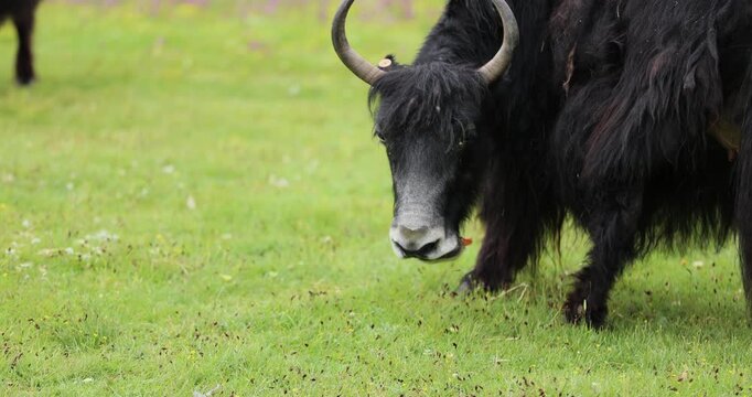 Tibet yak eating grass in the grassland