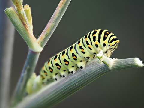 Tokyo, Japan - August 20, 2026: Closeup of Swallowtail butterfly or Papilio machaon caterpillar in 5th instar stage