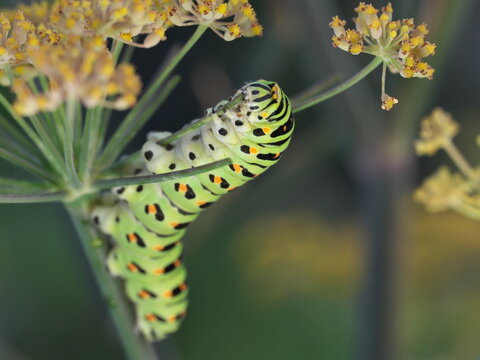 Tokyo, Japan - August 20, 2026: Closeup of Swallowtail butterfly or Papilio machaon caterpillar in 5th instar stage
