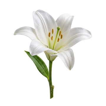 Elegant white lily flower with green stem and leaves isolated on transparent background