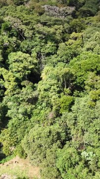 Aerial view of a brazilian rainforest