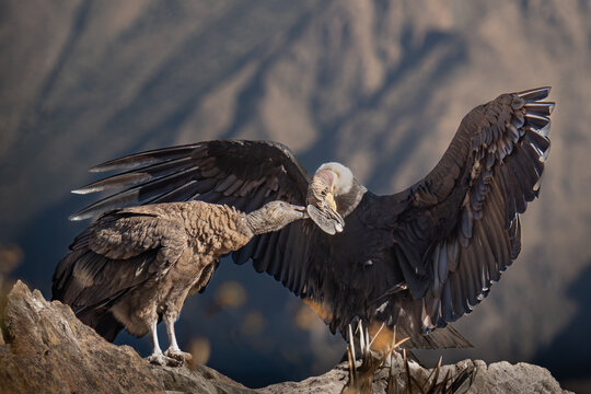 Interaction between two Andean condors