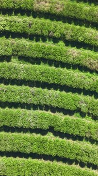 Aerial view of agricultural fields and farmland in a sunny day