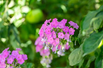 Obraz premium beautiful flower in greenery sun