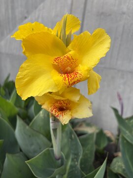 Flowers in Bogota Colombia