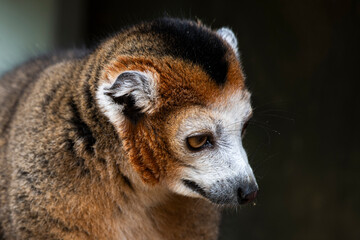 Fototapeta premium The crowned lemur (Eulemur coronatus)