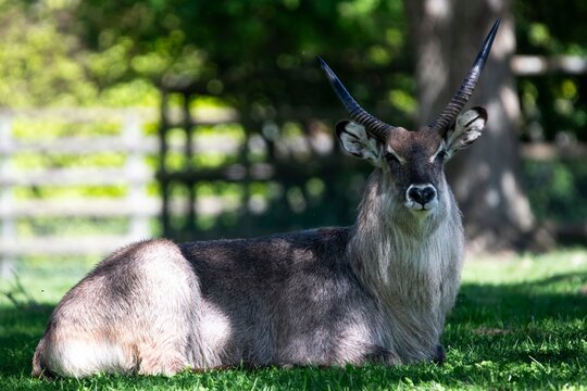 The Defassa waterbuck (Kobus ellipsiprymnus defassa)