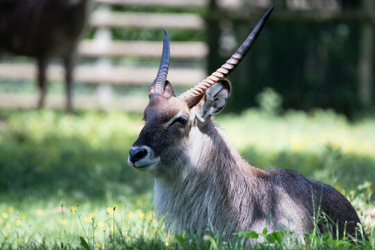 The Defassa waterbuck (Kobus ellipsiprymnus defassa)