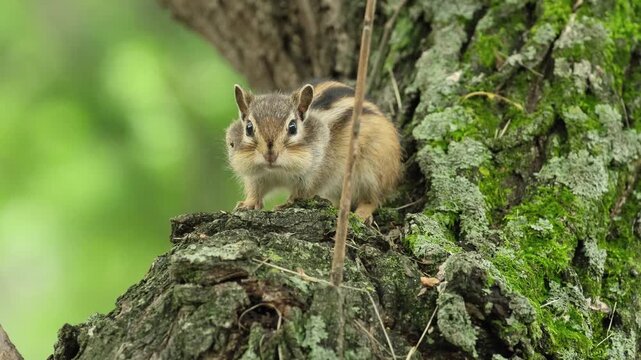An Asian striped chipmunk sits on a moss-covered forest tree trunk.