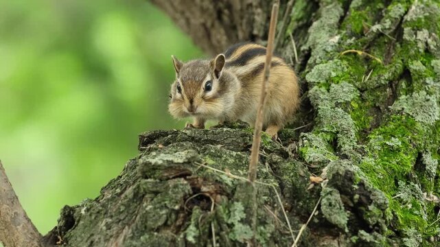 An Asian striped chipmunk sits on a mossy forest tree trunk.