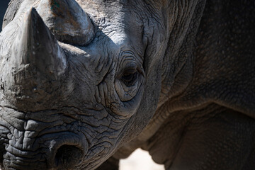 The Eastern Black Rhinoceros (Diceros bicornis michaeli). © Vine.Photographic