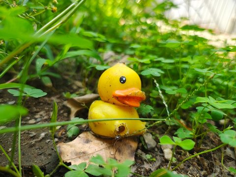 Pato de juguete abandonado en el jard&iacute;n