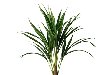 Fototapeta premium Lush tropical green plant with long narrow leaves