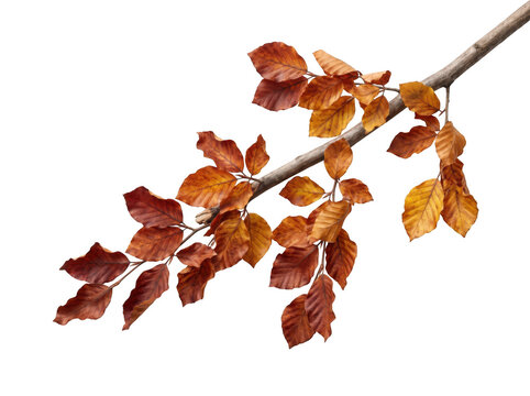 Autumn beech tree branch with colorful brown and orange leaves as PNG isolated on transparent background