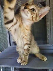 Playful kitten © Rachel Stevens