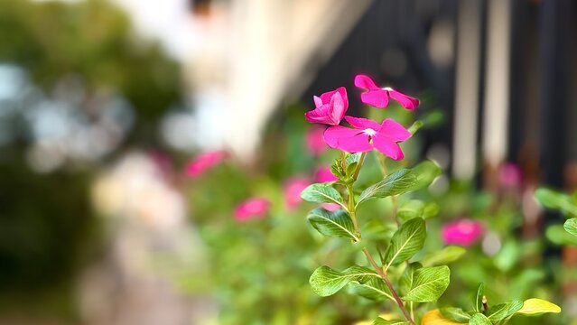 Pink Madagascar periwinkle stem in full bloom with blurred background and copy space