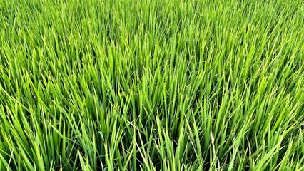 Obraz premium green grass background