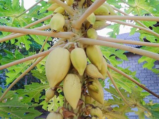 A close-up photo of the fruit of the 'Pepaya Gading' plant  this variety is characterized by its yellowish-white or golden-yellow skin. © Suriansyah