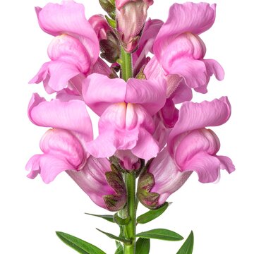 Fresh Pink Snapdragon Flower with Green Stem and Leaves Isolated on White Background
