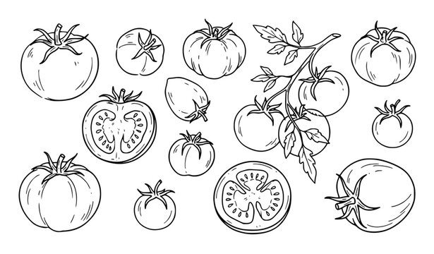 Minimal Hand Drawn Tomato Doodle Sketches, Fresh Vegetable Line Art Set
