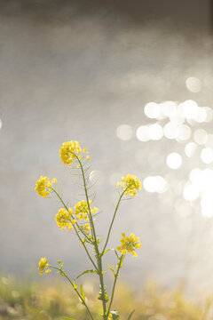 水辺の花」の写真素材 | 28,693件の無料イラスト画像 | Adobe Stock