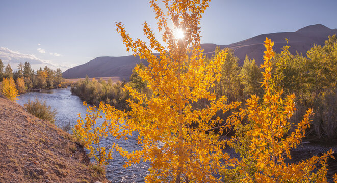 Mountain river in golden autumn, indian summer, forested