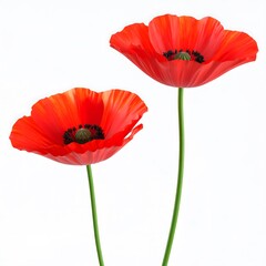 Obraz premium Vibrant Red Poppy Flower with Green Stem Isolated on White Background