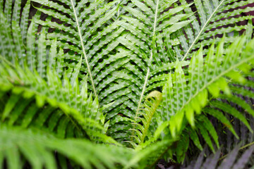 Close-up of green fern frond patterns. © Bowonpat