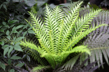 Lush green fern growing in garden. © Bowonpat