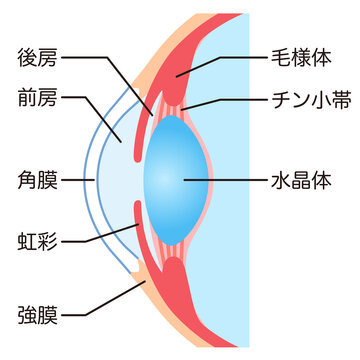 目の構造　眼球断面図
