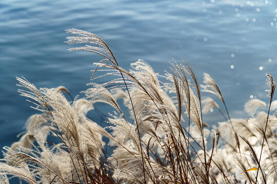 Soft miscanthus reed grass blowing in the wind by blue lake