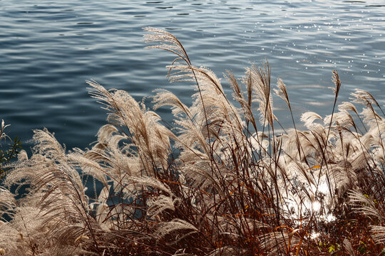 Silver grass glowing in sunlight against sparkling blue water