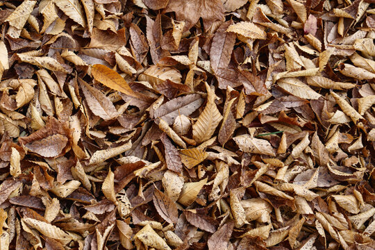 Overhead texture of dry brown fallen autumn leaves on ground