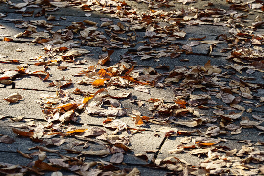 Sunlit dry autumn leaves covering stone paved walkway