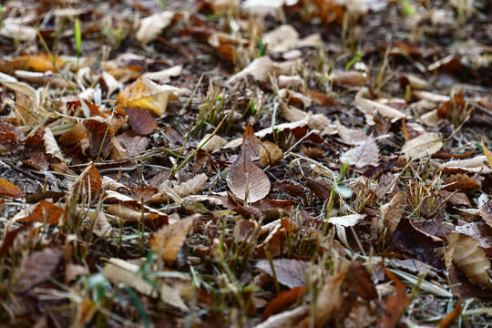 Close up ground level view of dry autumn leaves in grass
