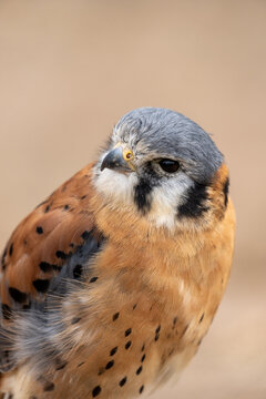 American Kestrel Portrait Close-Up &ndash; Colorful Falcon Raptor