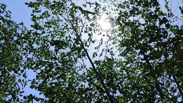 A healthy moringa plant (Moringa oleifera) growing in a garden, displaying lush green foliage and slender branches. The plant is valued as an edible leafy vegetable and is commonly cultivated in tropi