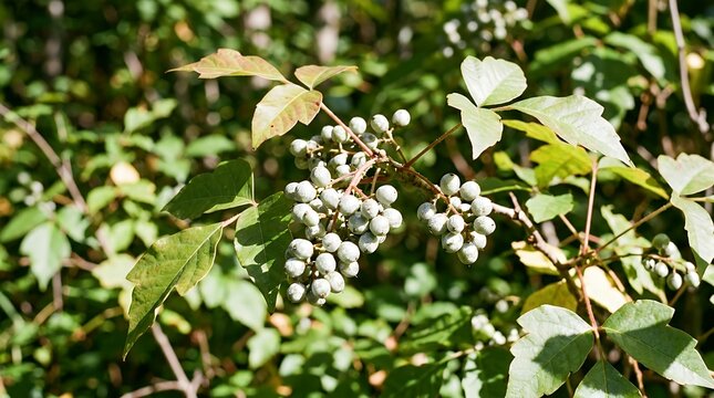 Sunlight Illuminating Poison Ivy Plant Seeds Botanical Nature Macro Close up view of wild toxicodendron radicans seed clusters glistening in bright natural sunlight on a outdoor foliage background