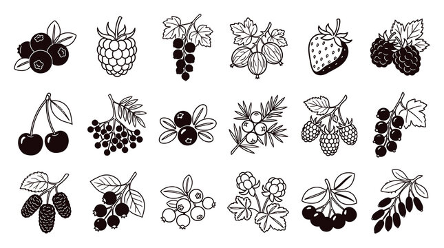 Food Berries Line Art Collection: Black  White Outline Icons of Forest Fruits for Healthy Eating