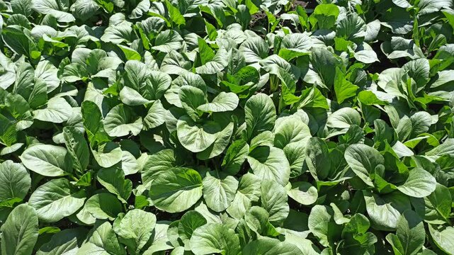 A lush mustard green (Brassica juncea) plantation forming a dense, vibrant green pattern across cultivated agricultural beds. The uniform foliage highlights healthy vegetable growth and productive tro