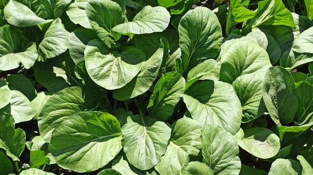 A lush mustard green (Brassica juncea) plantation forming a dense, vibrant green pattern across cultivated agricultural beds. The uniform foliage highlights healthy vegetable growth and productive tro